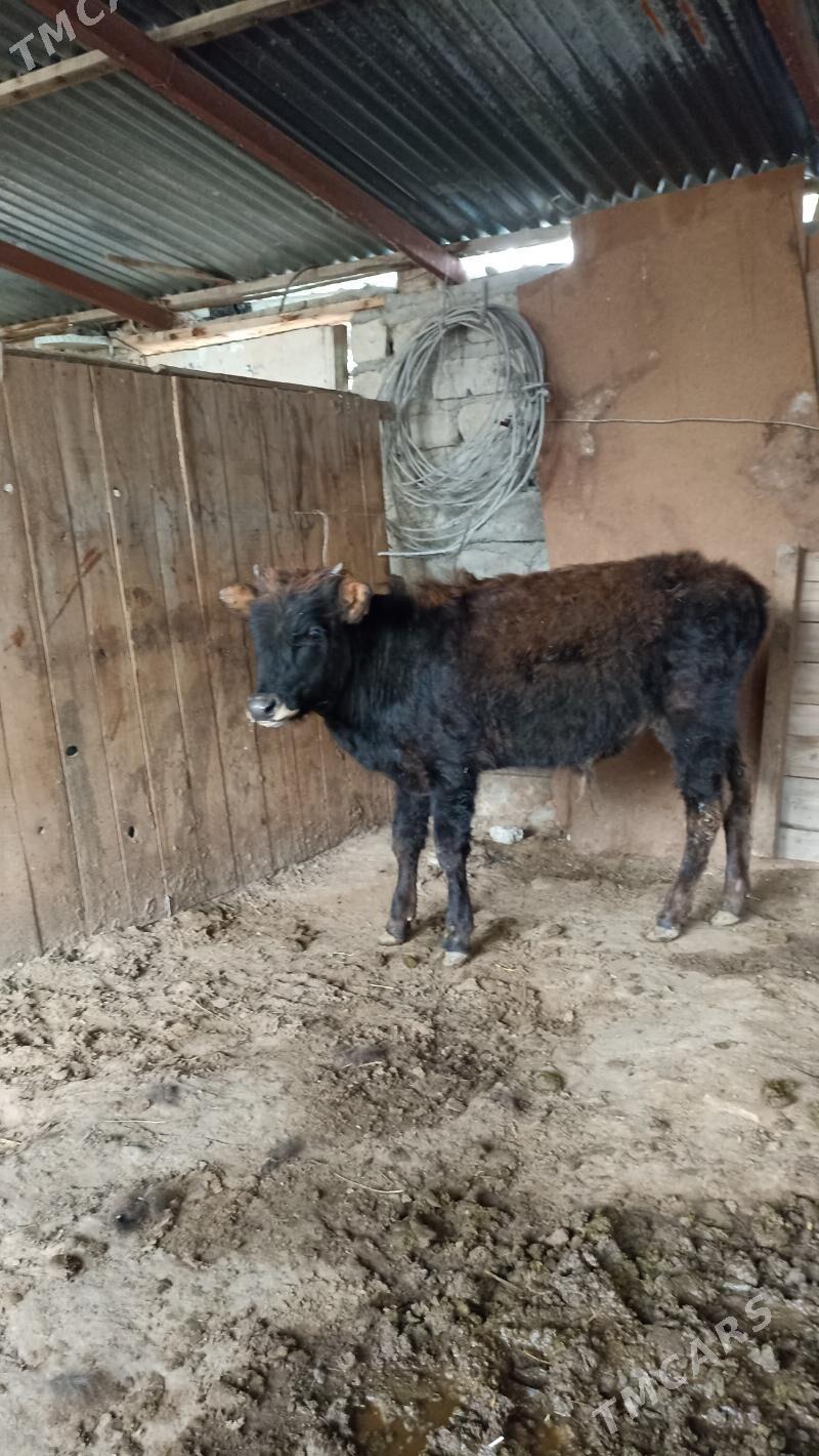 okuzce - Aşgabat - img 1