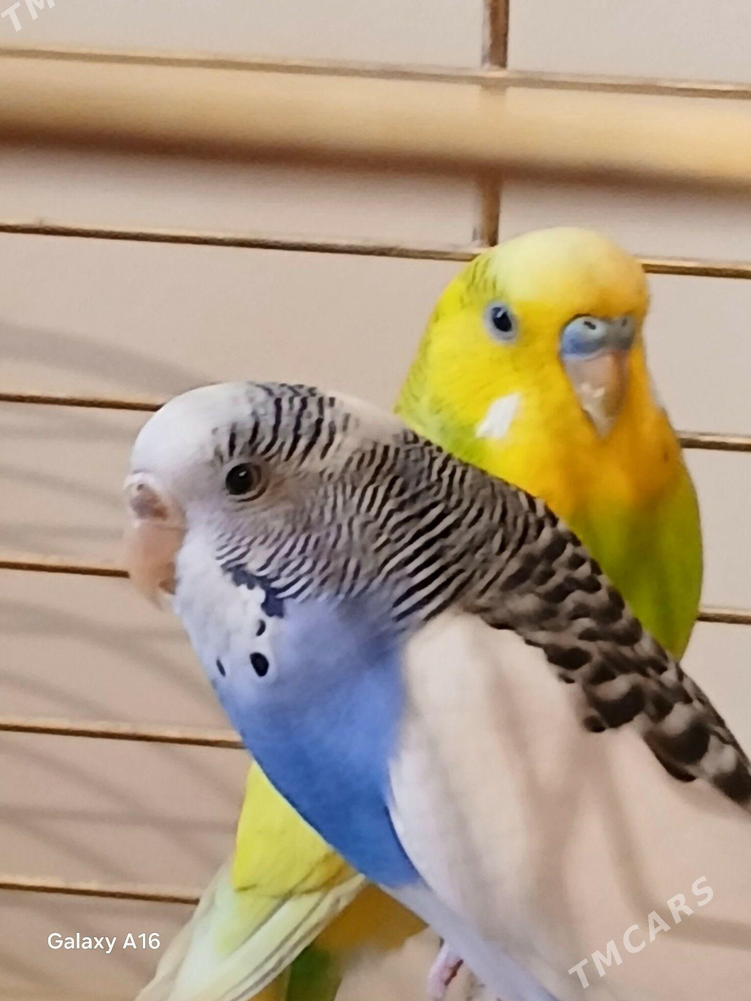 papugay - Aşgabat - img 1