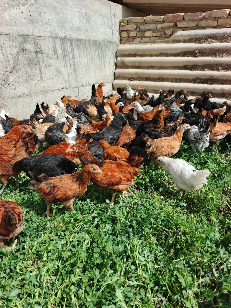 towuk juyje - Туркменабат - img 1