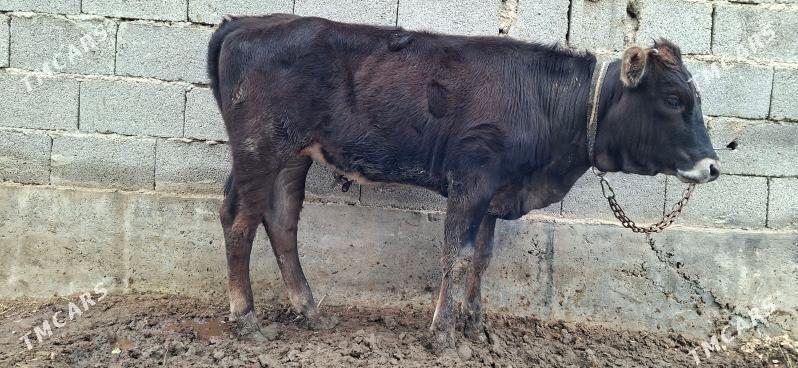 tuwe - Чоганлы - img 1