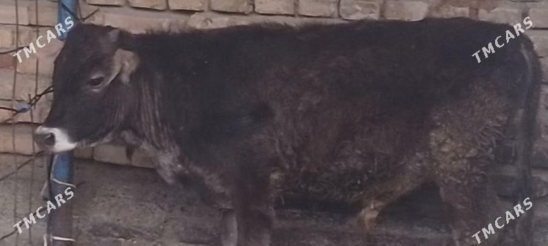 okuz - Bäherden - img 1