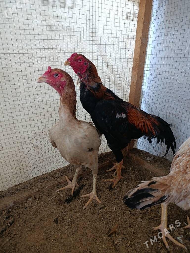 Taşkent - Чоганлы - img 1