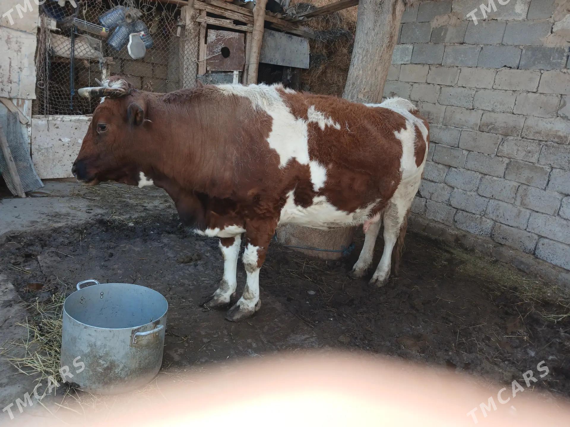 Sygyr paroda - Bekrewe - img 1