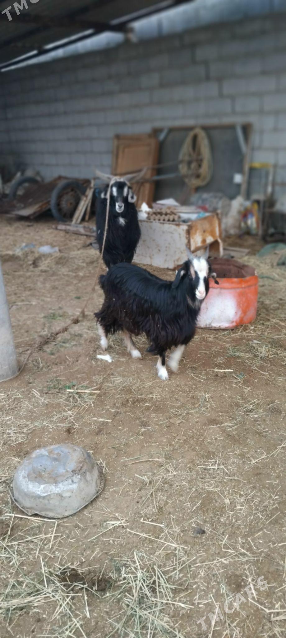 Goyunlar we geçiler - Ýaşlyk - img 1