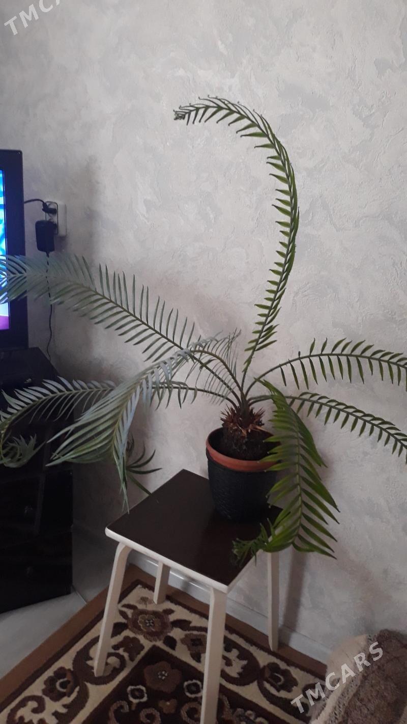 бакарнея филодендрон потосы - Ашхабад - img 1
