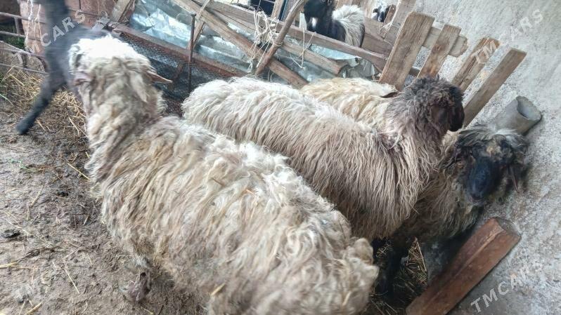 issek - Гёкдепе - img 1