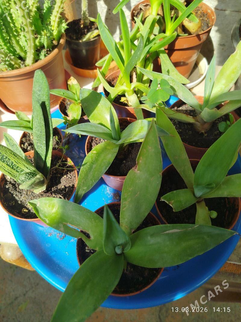 Хои бромелиевые сингониумы - Aşgabat - img 1