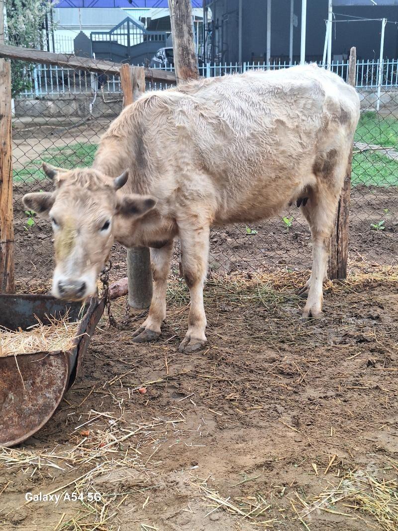siwes sygyr gibrit tuwe - Gökdepe - img 1