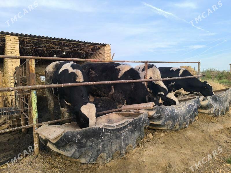 okuz - Ёлётен - img 1