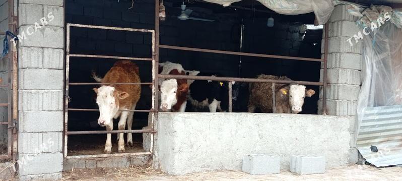 Simental Öküz Tüwe Göle - Aşgabat - img 1