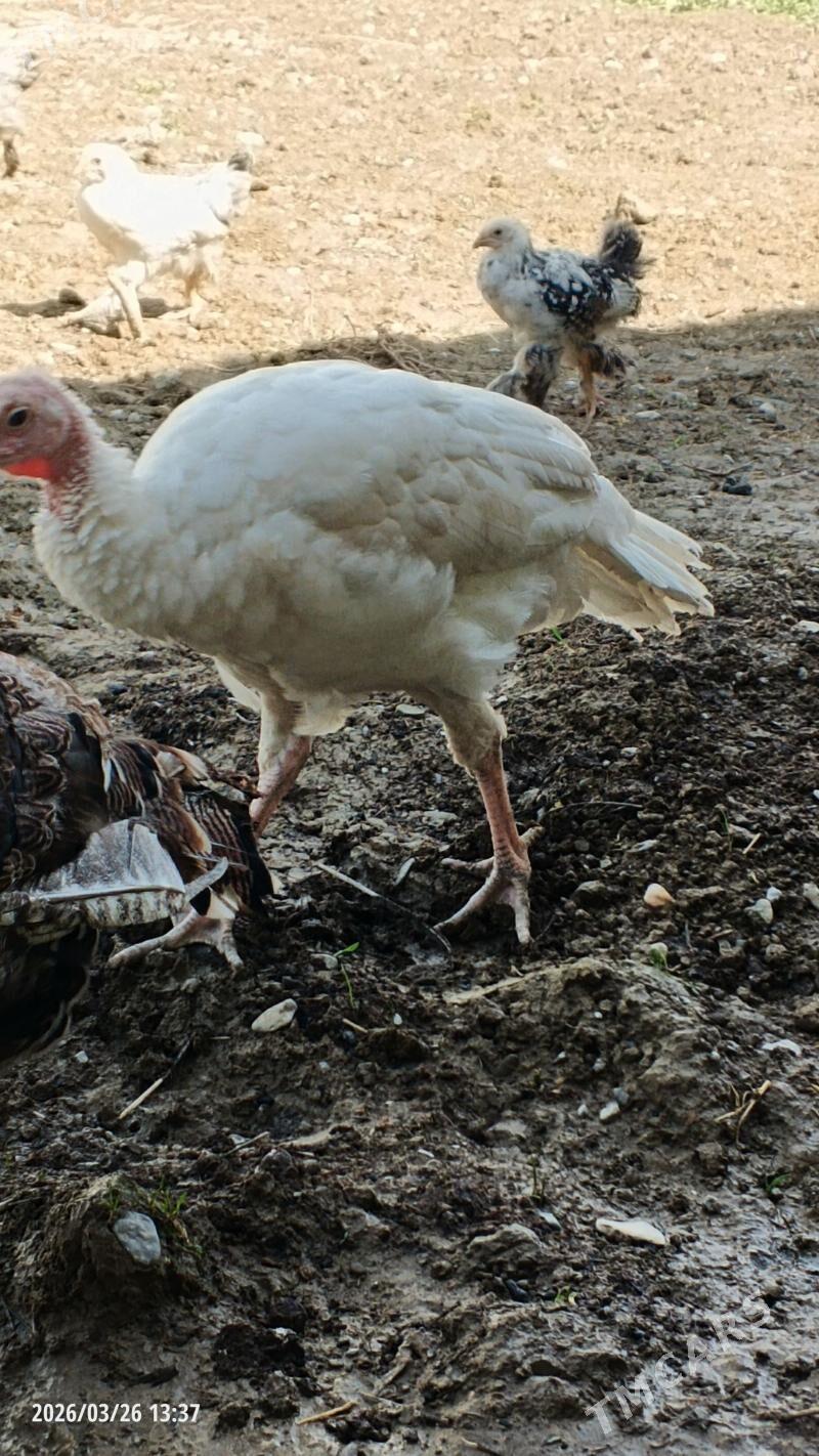 Induk - Ашхабад - img 1