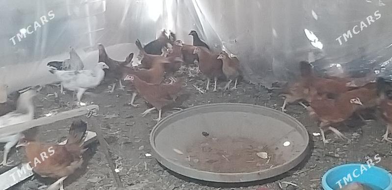 towuk jüje - Mary - img 1