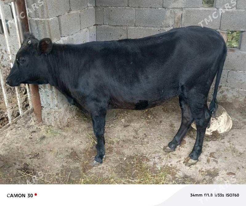 ой хайванлары12.500 - Täze zaman - img 1