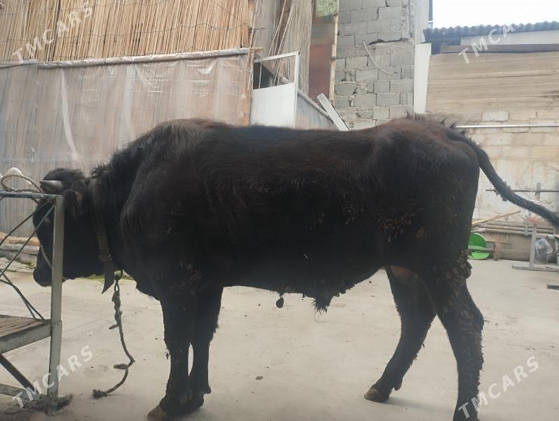 öküz - Aşgabat - img 1