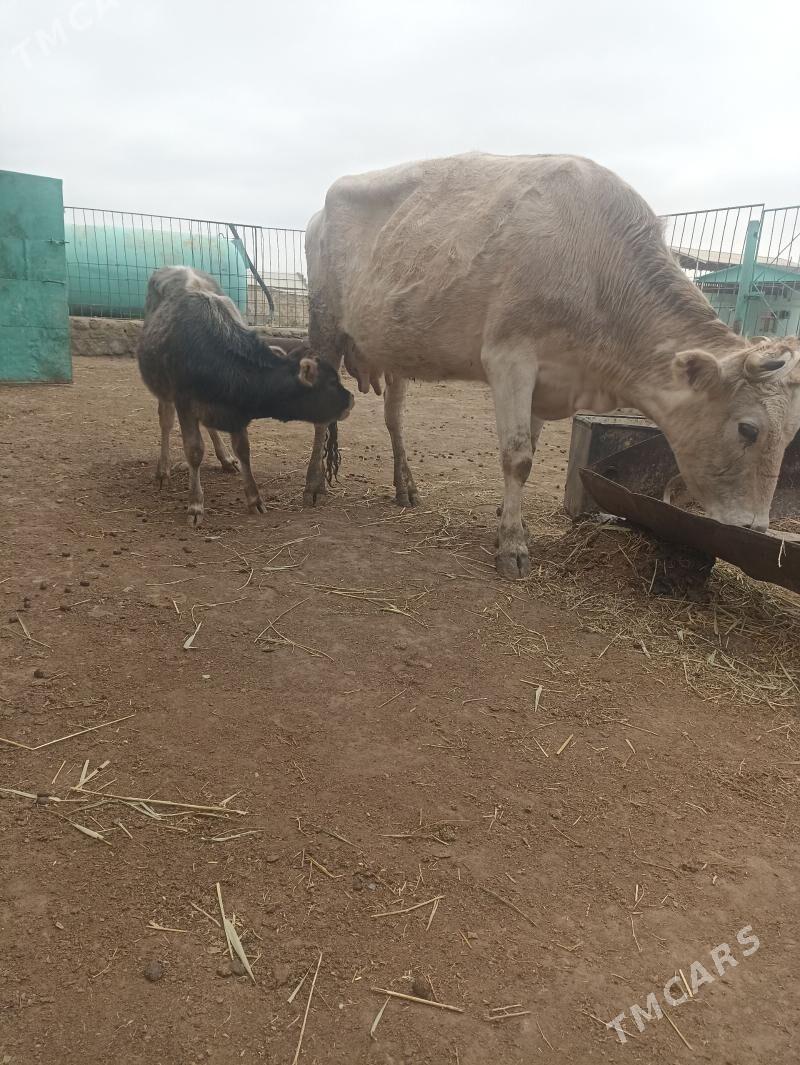 Goleli sygyr - Bereket - img 1