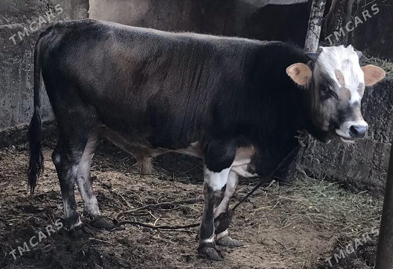 okuz - Ашхабад - img 1