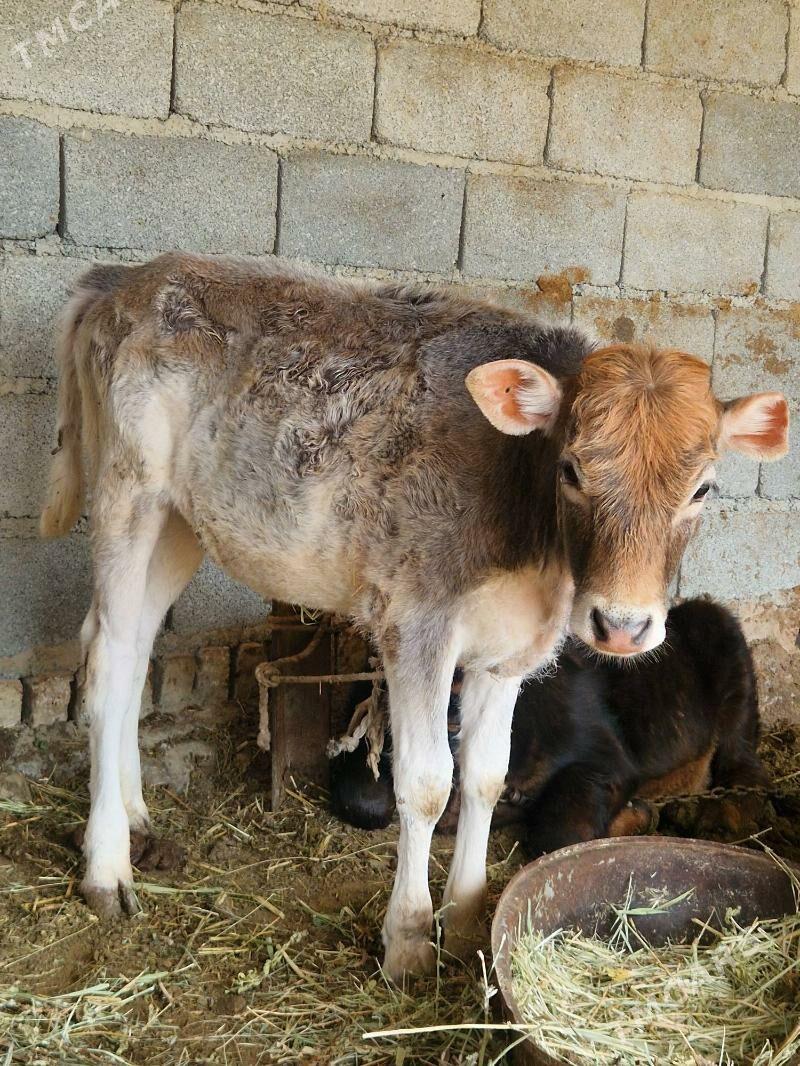 tuwe - Бахарден - img 1