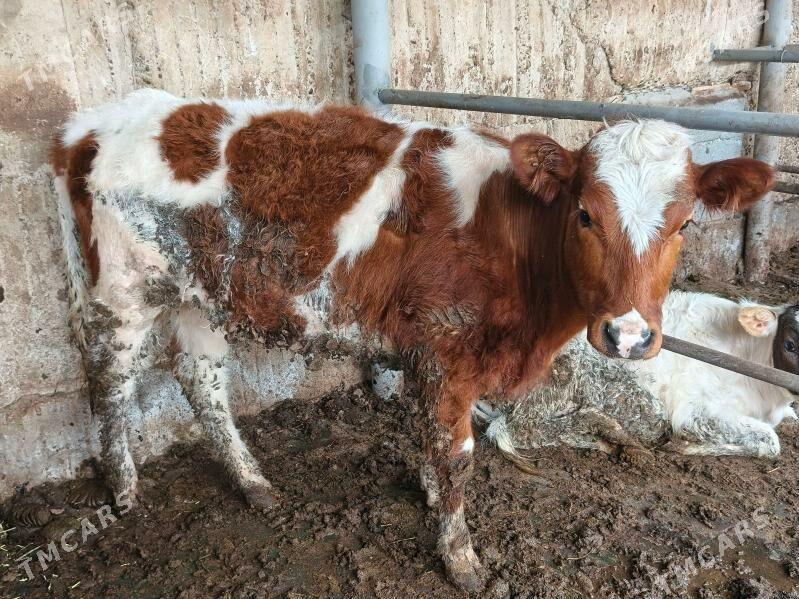 ala tüwe - Ашхабад - img 1