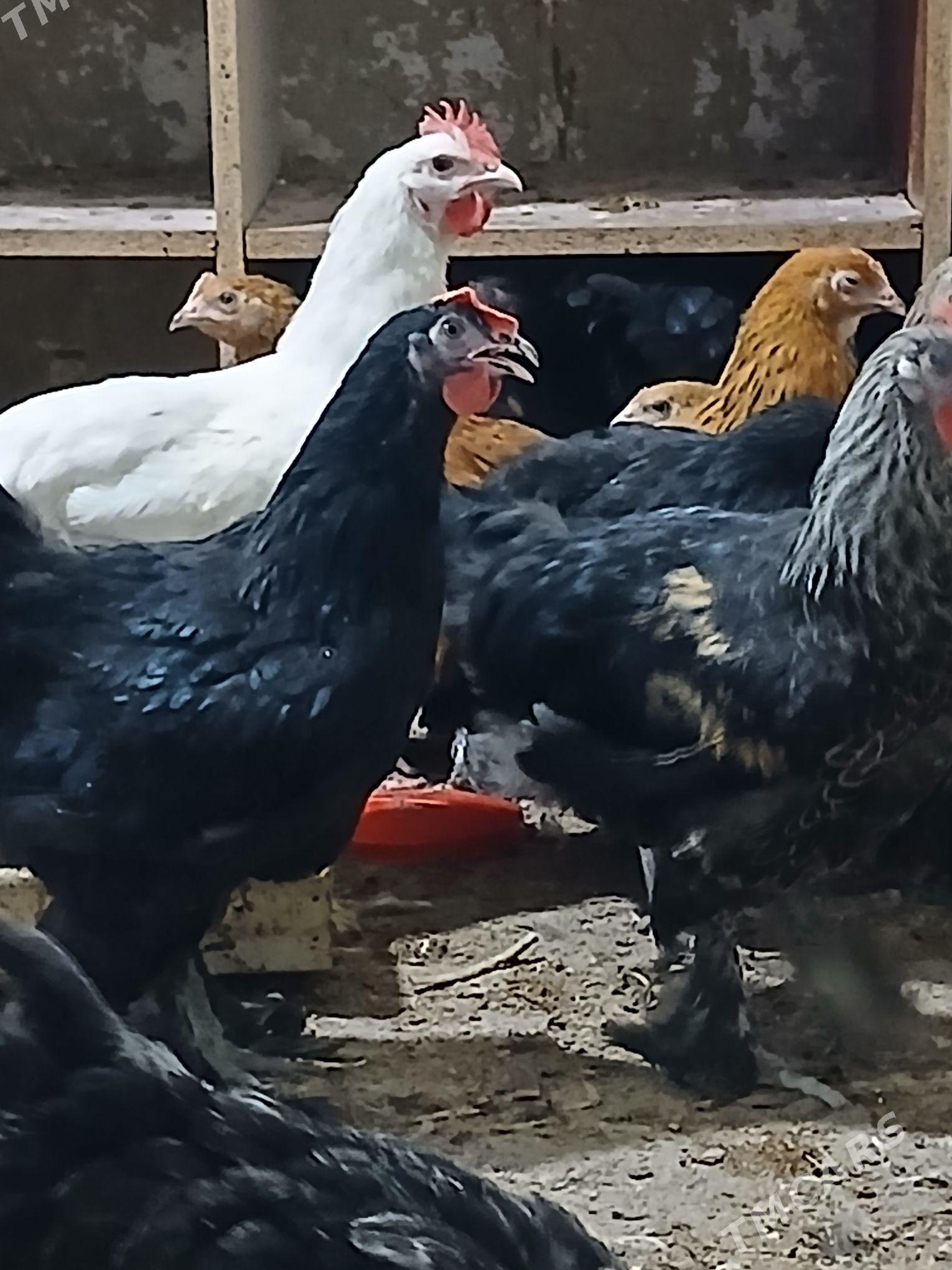 Balgar towuk - Änew - img 1