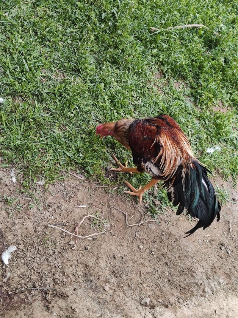 baysow - Чарджоу - img 1