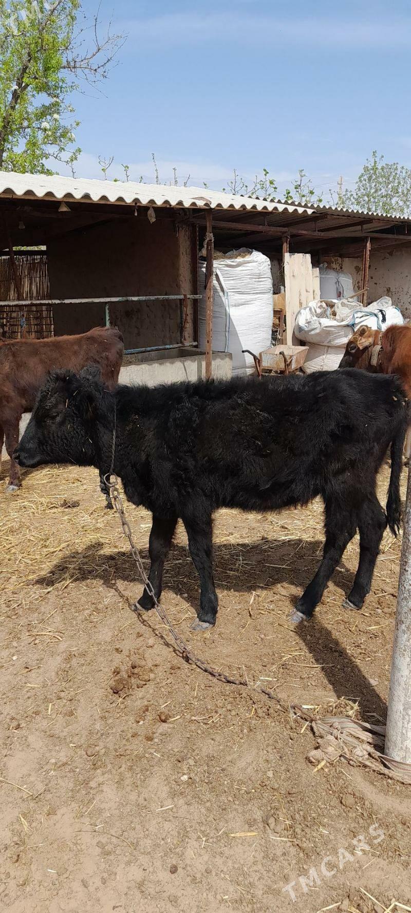 Tüwe - Babadaýhan - img 1