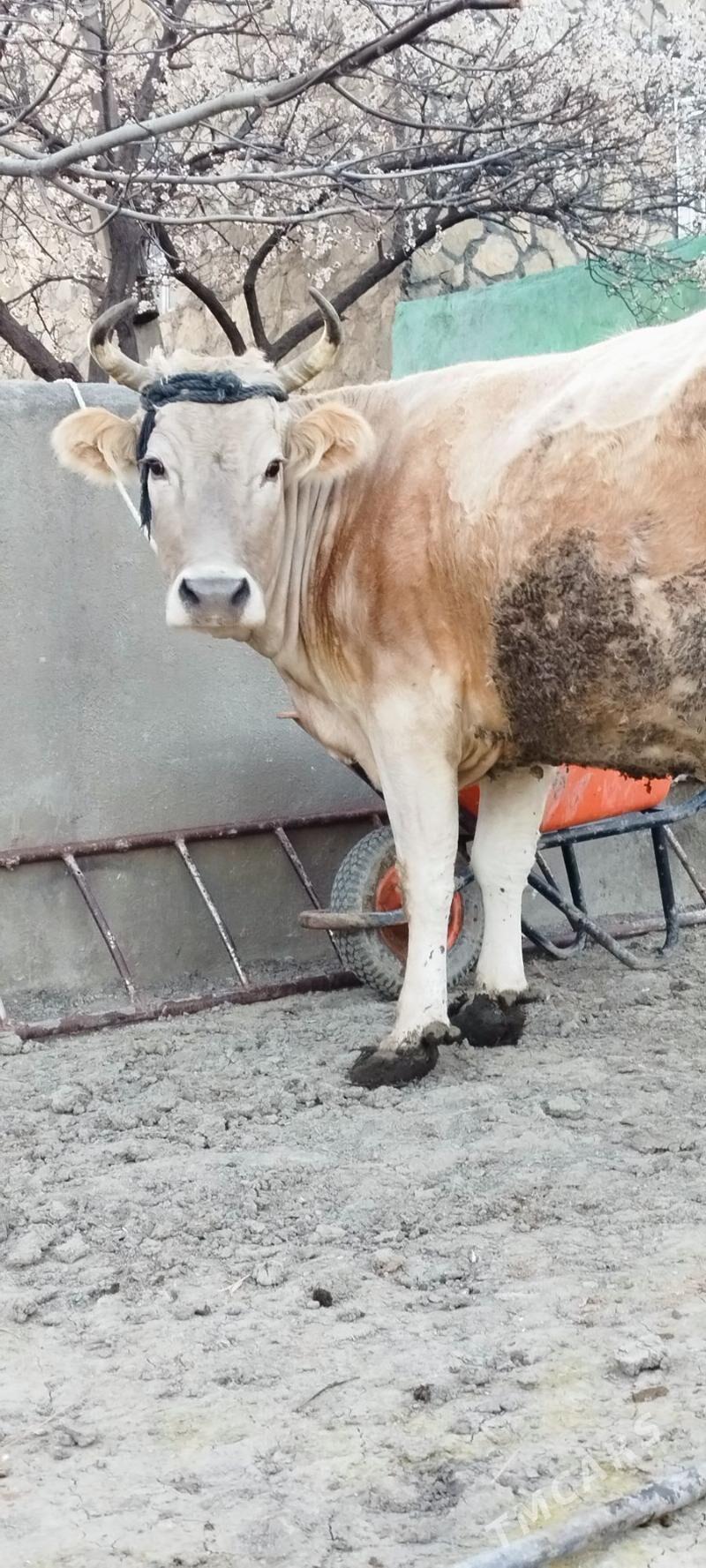 Arassa malar tohum sygyr - Бахарден - img 1