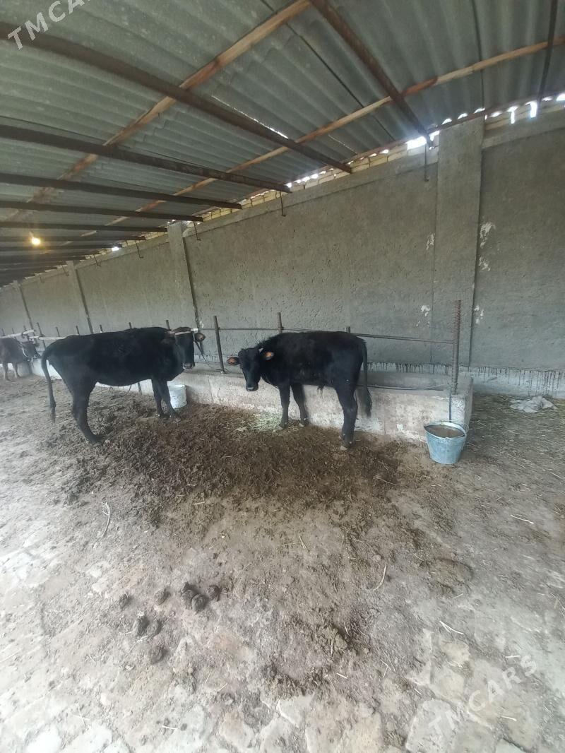 uly ökizçeli göleli sygyr - Baýramaly - img 1