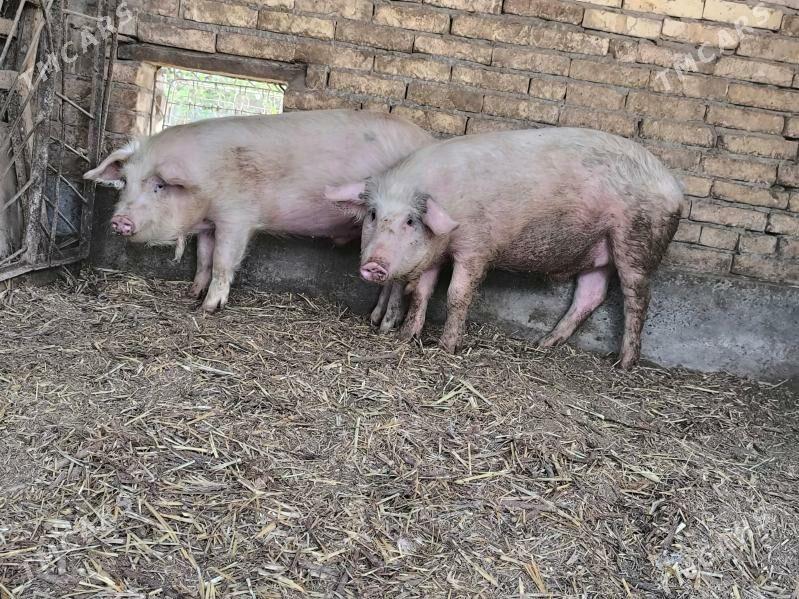 Donuz - Çärjew - img 1