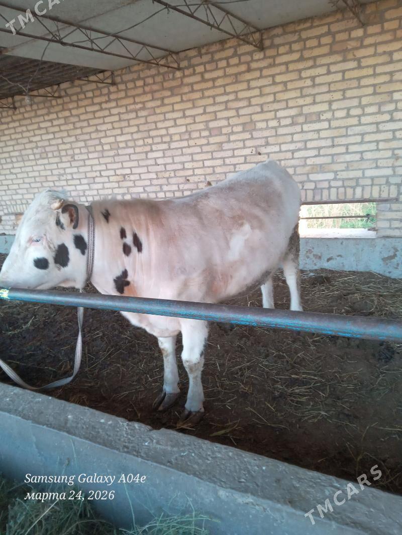 simental okuz - Çärjew - img 1