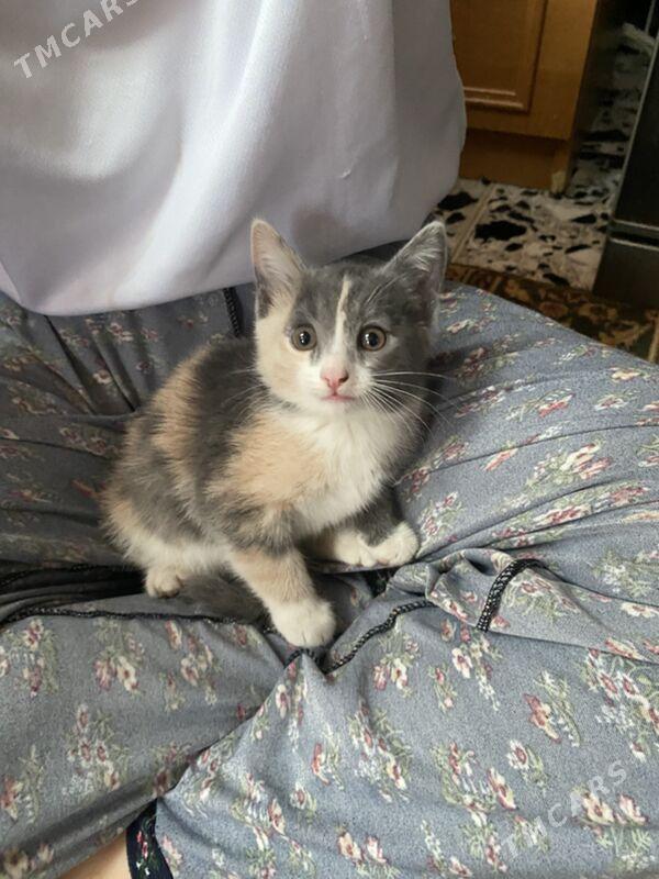 котенок - Aşgabat - img 1