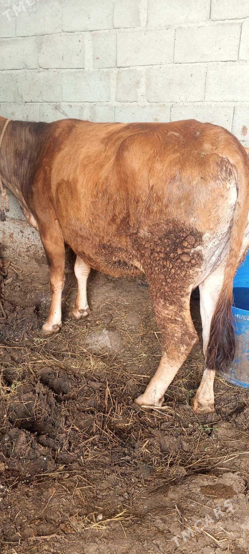 sygyr bakylgy - Gökdepe - img 1