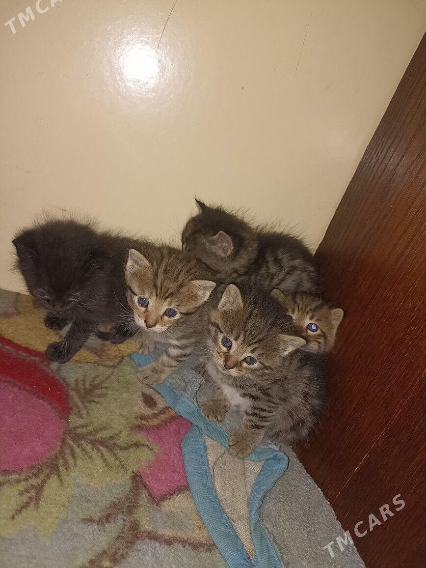 котята - Howdan "W" - img 1