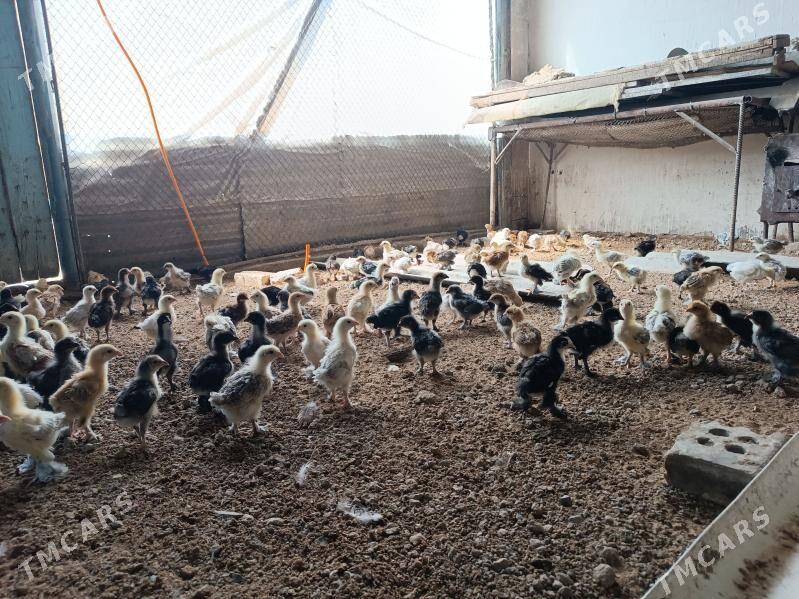 JUYJE Balgar brama - Mary - img 1