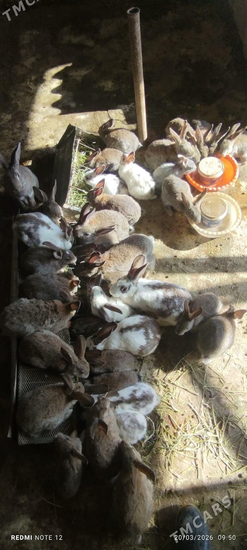 Towşan - Bagyr - img 1