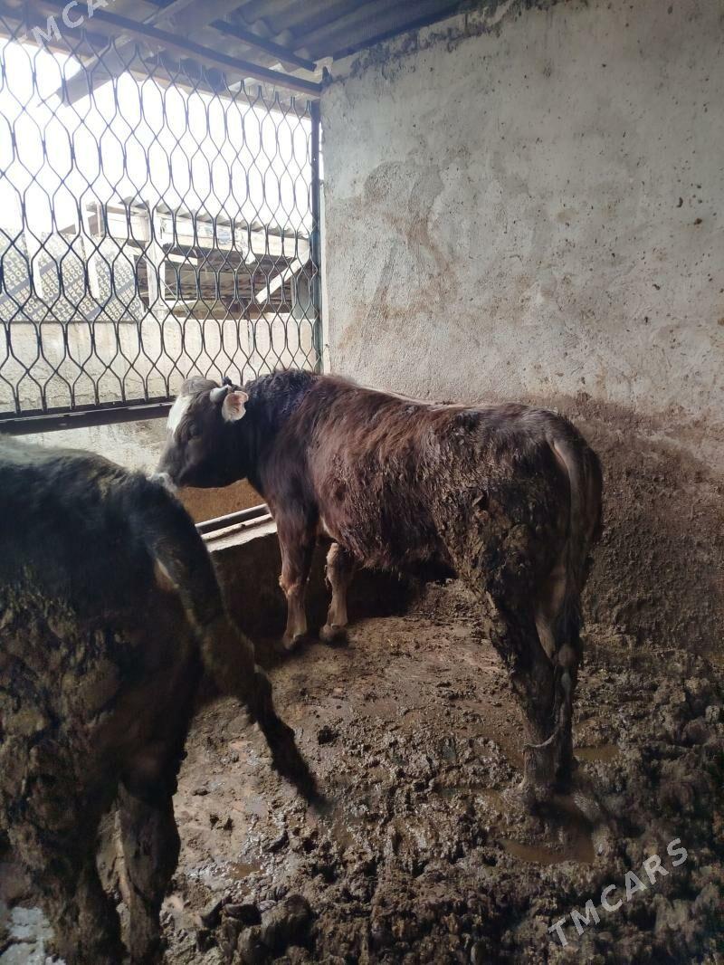 okuz 2sany Siwes - Гёкдже - img 1