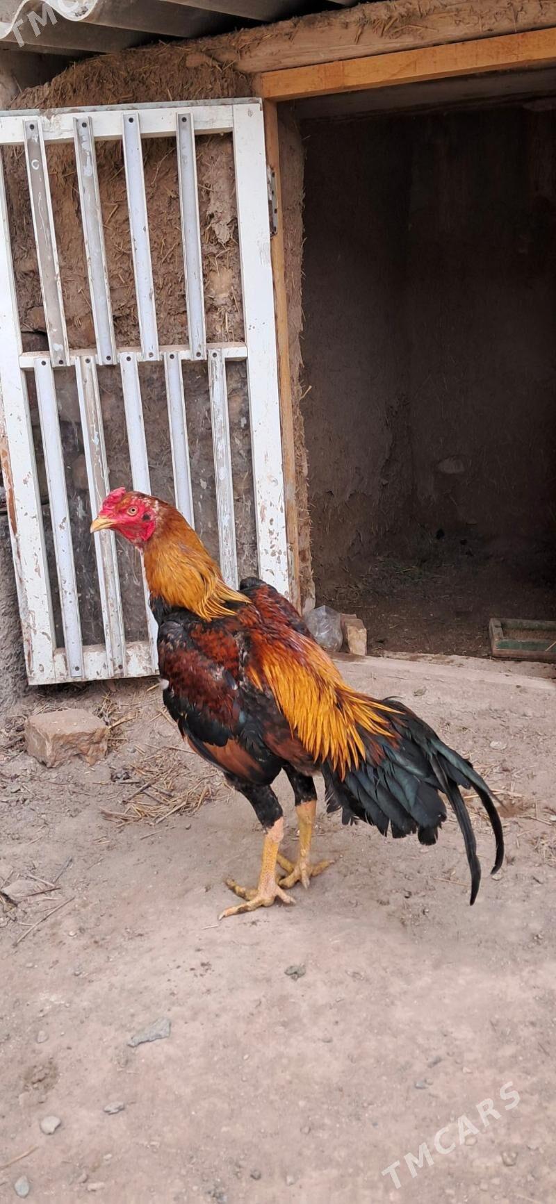 хораз - Дашогуз - img 1