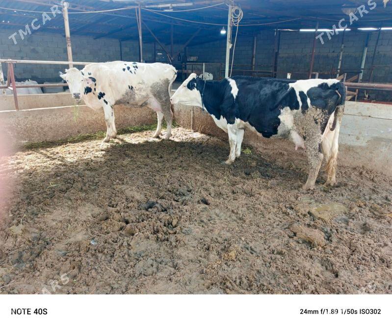 suytli sygyr - Бузмеин - img 1