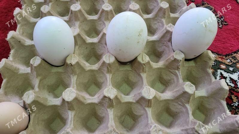 Gaz (guş) ýumurtga Гусь яйца - Şabat etr. - img 1