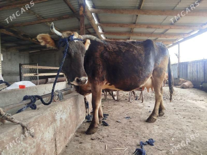 Bogaz sygyr - Теджен - img 1