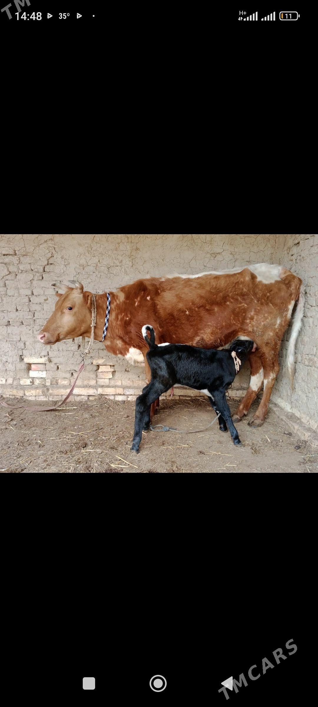 goleli sygyr - Baýramaly - img 1