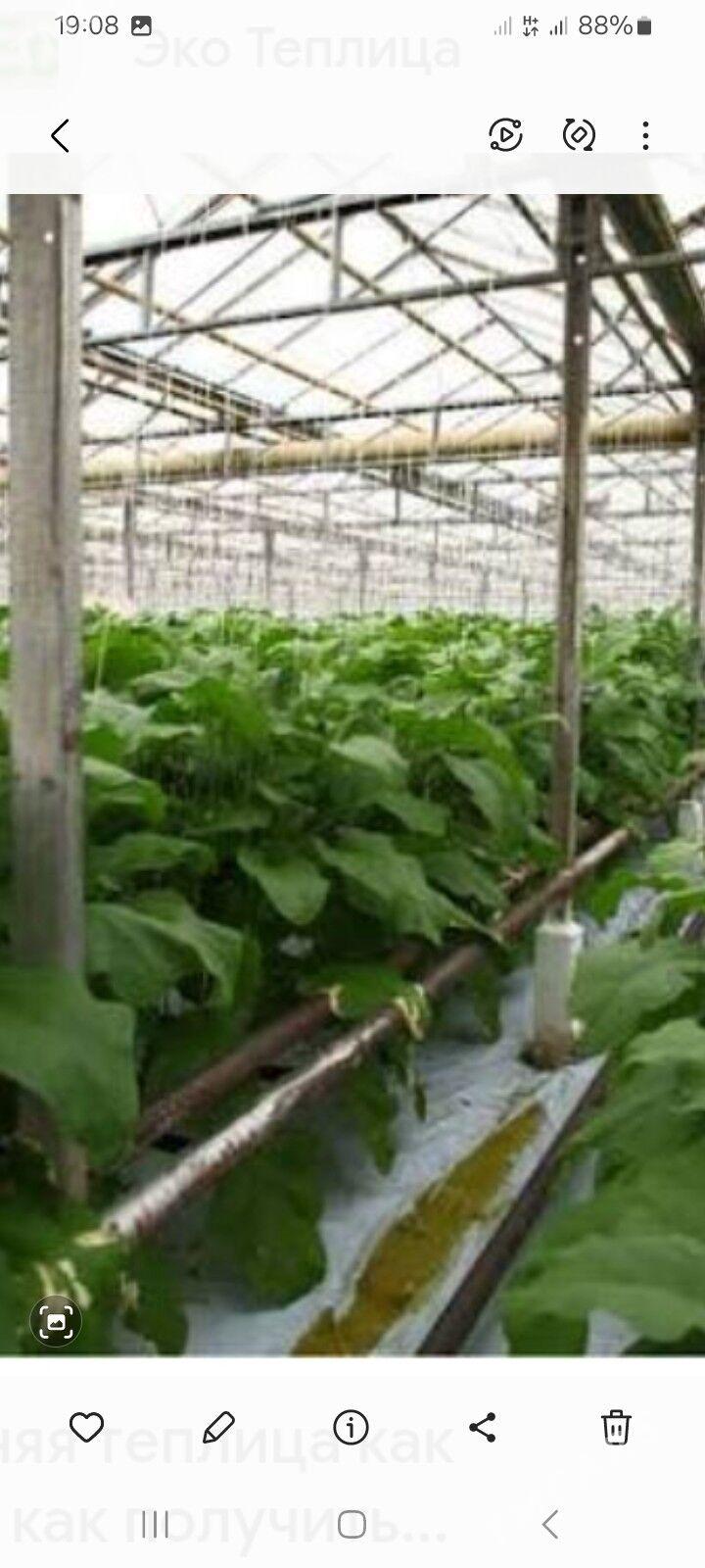 SATLYK TEPLISA 15-GEKTAR AFTOB - Aşgabat - img 1