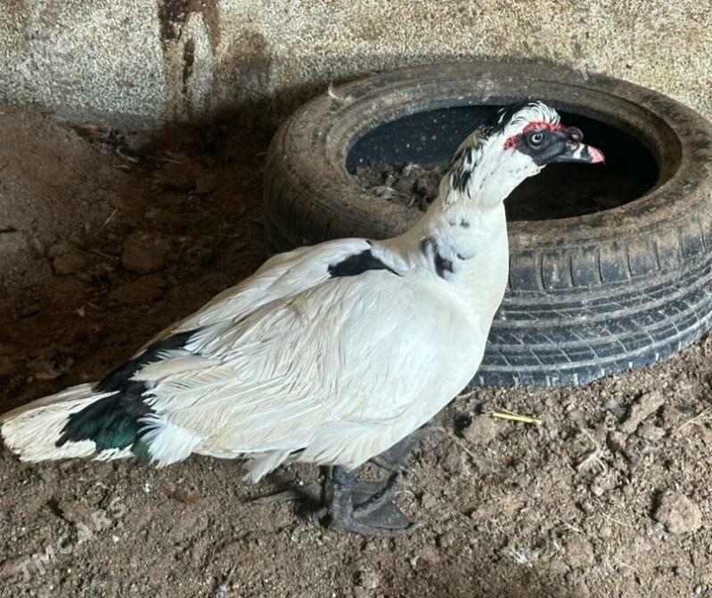 indautka - Ашхабад - img 1