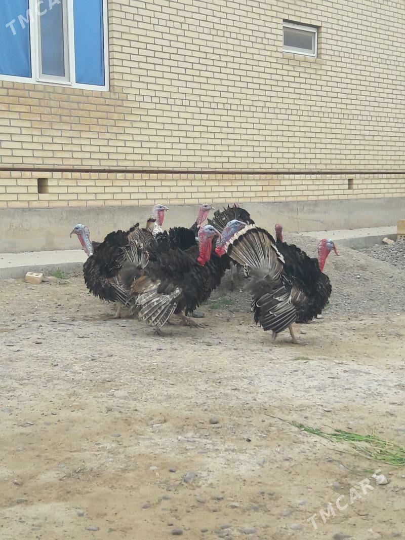 Induk - Сакарчага - img 1