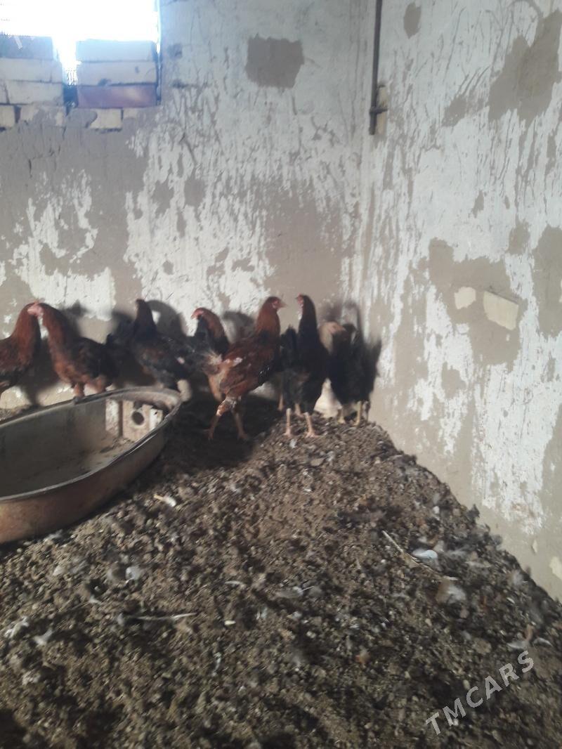 Horaz - Сакарчага - img 1