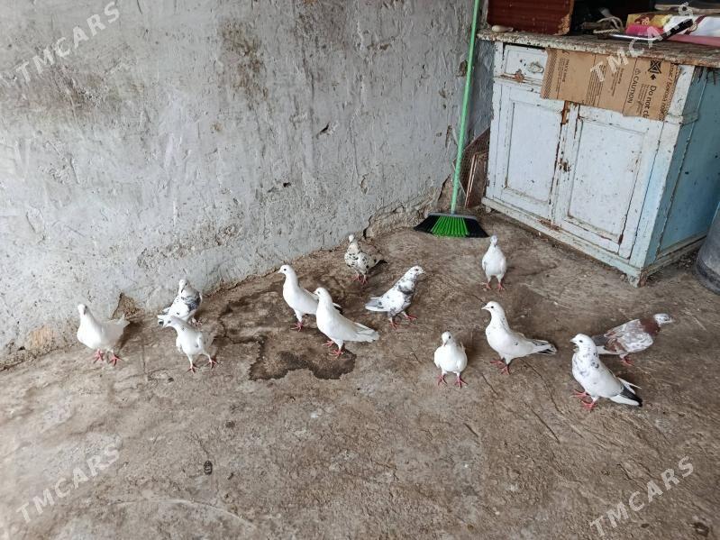 kepderi. - Gyzylarbat - img 1