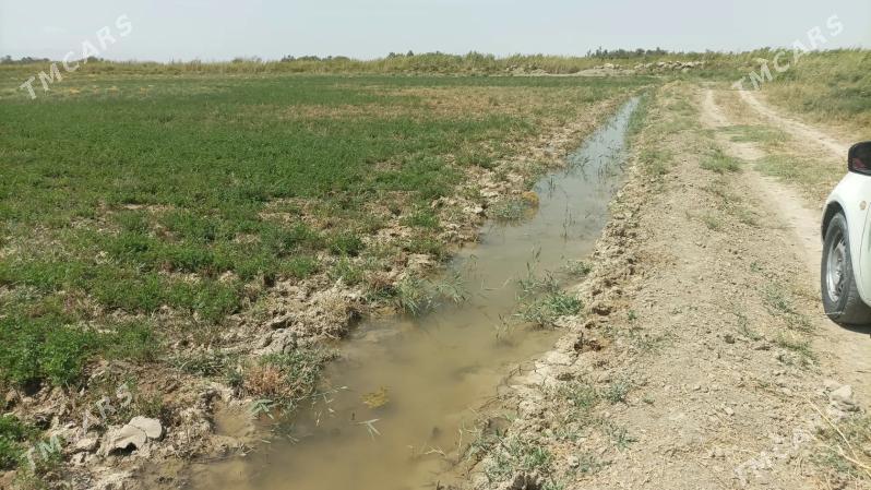 SATLYK MULK YERY 250-GEKTAR. - Ашхабад - img 1