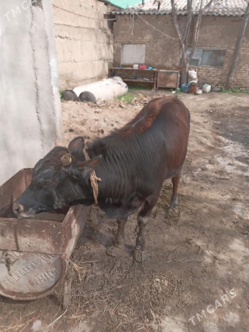 Öküz - Ýaşlyk - img 1