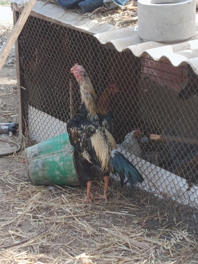 cal juje - Чарджоу - img 1