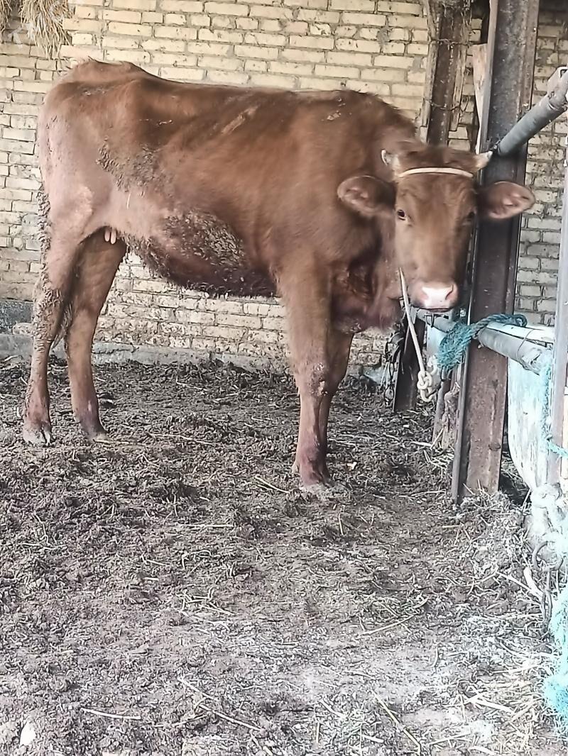 boğaz unajin - Çärjew - img 1