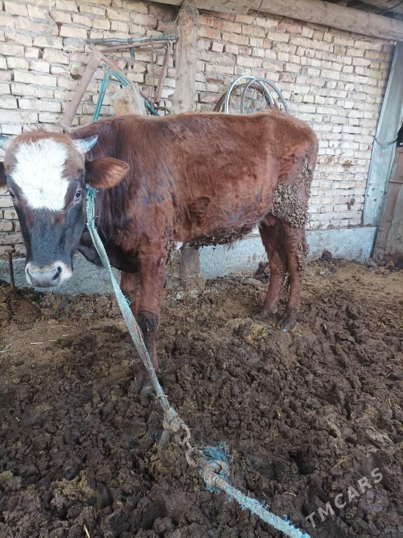 ökuz - Türkmenabat - img 1